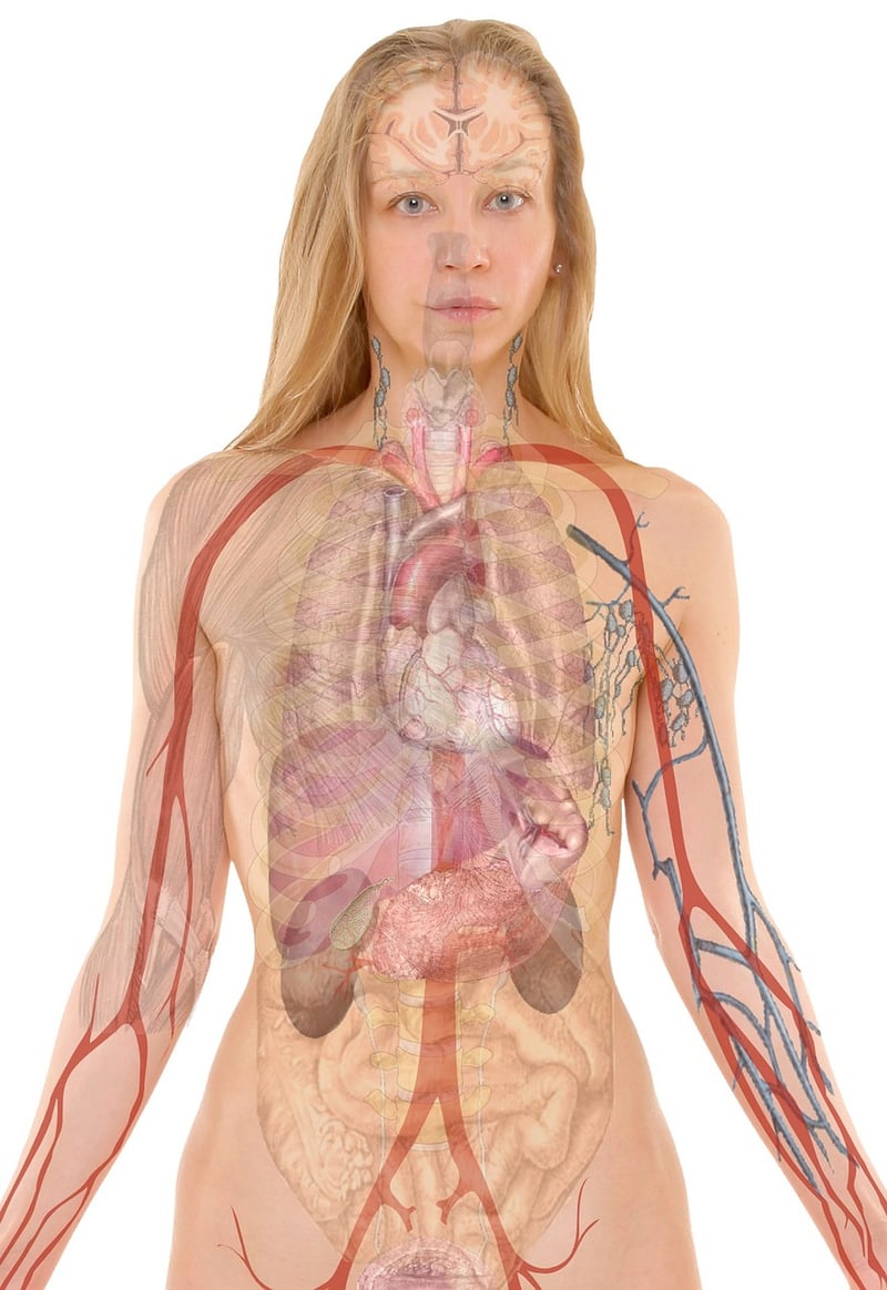 Body Connection